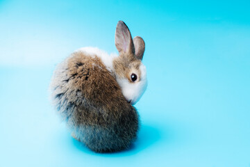 Cute adorable brown and white rabbit cleaning foot while sitting on isolated blue background. Lovely baby bunny alone sit on blue background. Easter concept.