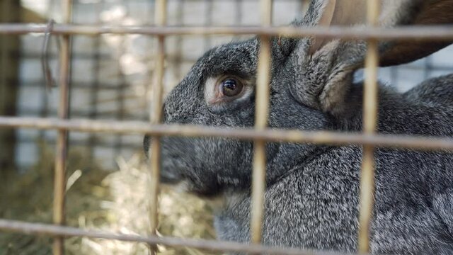 Huge rabbit famele in the cage, relaxing eating a grass and carrot.