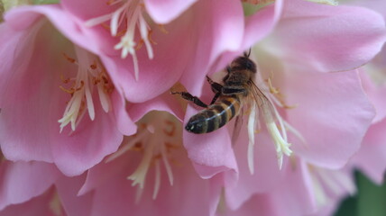 bee on pink flower