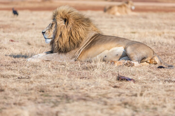 Fototapeta na wymiar White male lion in South Africa. Amazing animal.