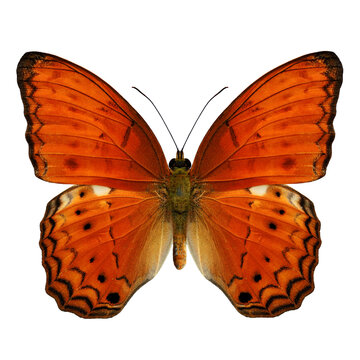 Common Yeoman Butterfly