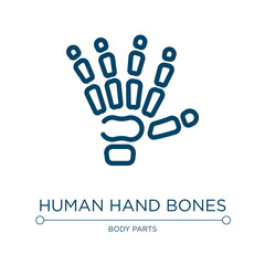 Human hand bones icon. Linear vector illustration from body parts collection. Outline human hand bones icon vector. Thin line symbol for use on web and mobile apps, logo, print media.