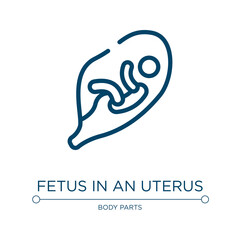 Fetus in an uterus icon. Linear vector illustration from body parts collection. Outline fetus in an uterus icon vector. Thin line symbol for use on web and mobile apps, logo, print media.