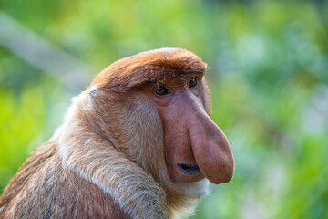Portrait of a wild Proboscis monkey or Nasalis larvatus, in the rainforest of island Borneo,...