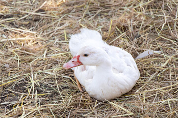 Lying down white duck on straw background