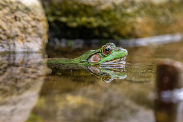 Frog In Pond