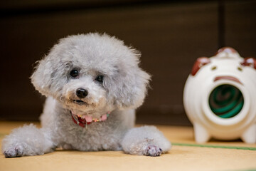 日本の夏の訪れ