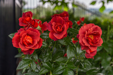 Red Roses Cluster in Garden in Pennsylvania