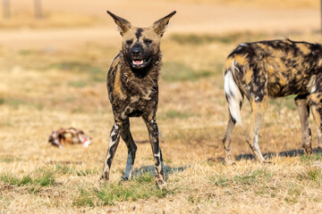 African wild dog, Lycaon pictus in South Africa.