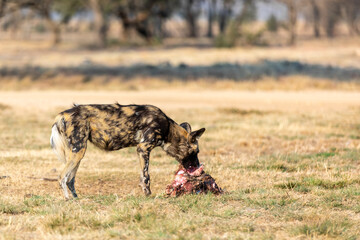 African wild dog, Lycaon pictus in South Africa.