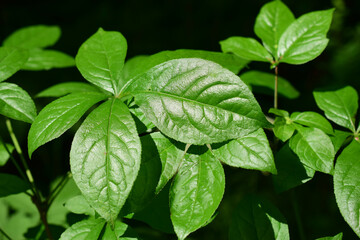 Fototapeta na wymiar Young green leaves of the shrub. 
