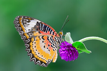 Leopard Lacewing butterfly