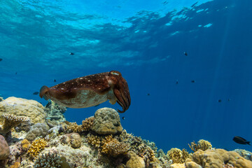Naklejka na ściany i meble Cuttlefish on a colorful coral reef and the water surface in background