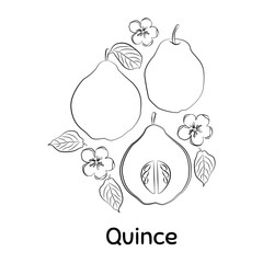 Hand drawn Quince