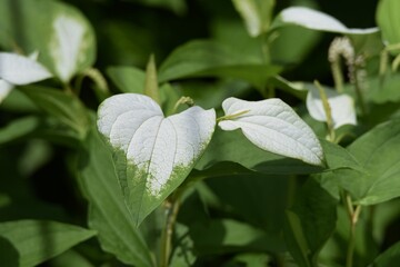 The Chinese lizard's tail (Saururus chinensis) is a It is a Saururaceae deciduous plant that grows in clusters with subterranean stems in wetlands. The white parts of the leaves turn green after flowe