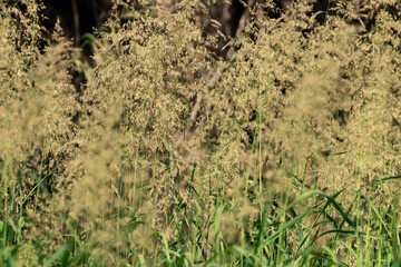 Green cereals on a blurry plant background on a sunny summer day