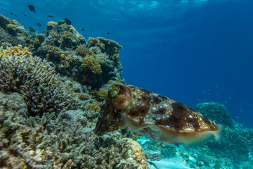 Cuttlefish on a colorful coral reef and the water surface in background
