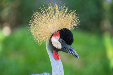 Portrait of Grey crowned crane or Balearica regulorum with its stiff golden feathers on head