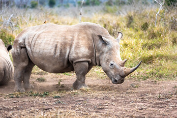 Obraz premium White rhinoceros or square-lipped rhinoceros is the largest extant species of rhinoceros.