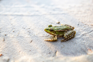 Little green frog sitting on the sand. Summertime with lake and sunshine. Rest near water
