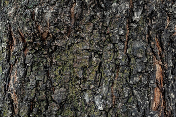 Pattern of dry, old rough tree.