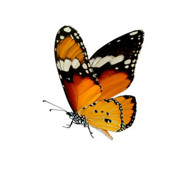 Plain tiger