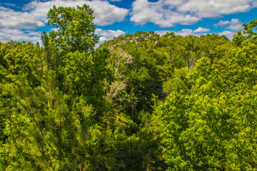 Nature along a 65 mile paved walking and hiking trail in north Georgia