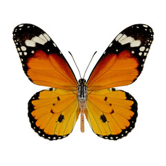 Plain Tiger
