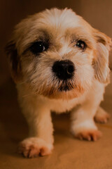 Close up lhasa apso white dog posing in brown background
