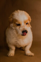 Close up lhasa apso white dog posing in brown background