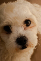 Close up lhasa apso white dog posing in brown background