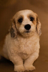 Close up lhasa apso white dog posing in brown background