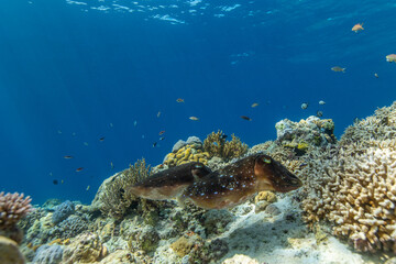 Fototapeta na wymiar Cuttlefish on a colorful coral reef and the water surface in background