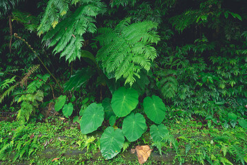 Plants and ferns in a forestry park with moisture