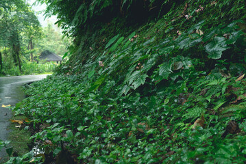 Plants and ferns in a forestry park with moisture