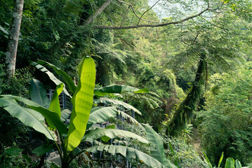 Plants and ferns in a forestry park with moisture