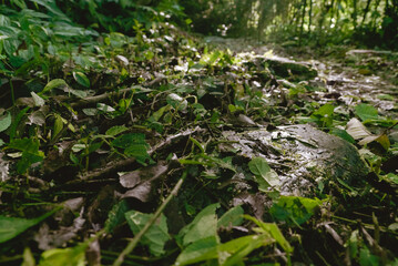 Plants and ferns in a forestry park with moisture