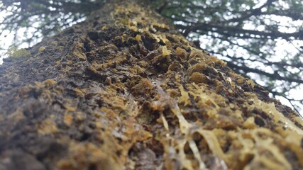 Sap on Tree