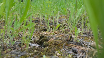 Mossy Forest Ground