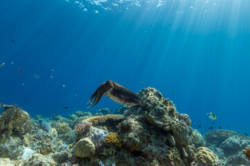 Cuttlefish on a colorful coral reef and the water surface in background