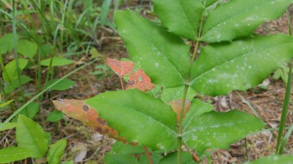 Different Color Leafs