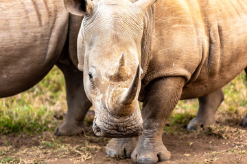 Fototapeta premium White rhinoceros or square-lipped rhinoceros is the largest extant species of rhinoceros.