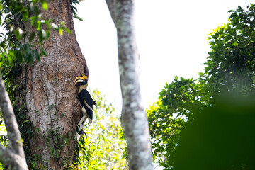 Fototapeta premium Great Hornbill