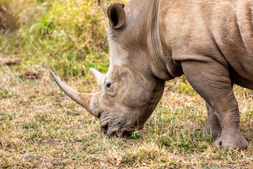 White rhinoceros or square-lipped rhinoceros is the largest extant species of rhinoceros.