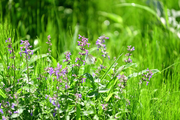 Flowers have begun to bloom in the park where I am always walking