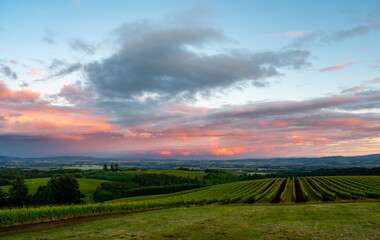 Obraz premium A sunset sky glows above a view of an Oregon vineyard. 