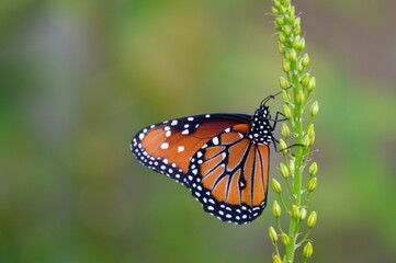 Fototapeta na wymiar Queen butterfly on a flower