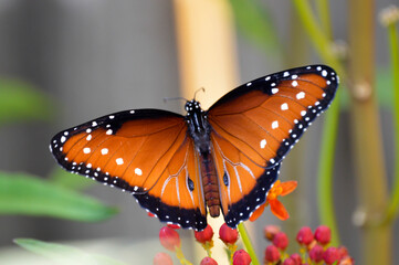 Fototapeta na wymiar Queen butterfly on a milkweed plant