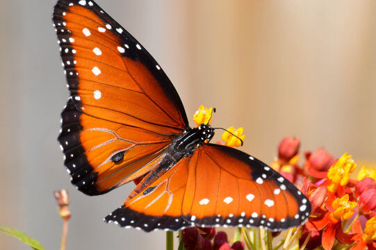 "Queen Butterfly" Images – Browse 646 Stock Photos, Vectors, and Video
