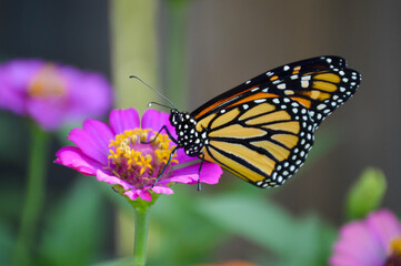 Fototapeta premium Monarch butterfly on a pink zinnia